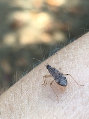 Ozophora occidentalis