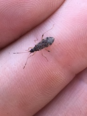 Ozophora occidentalis