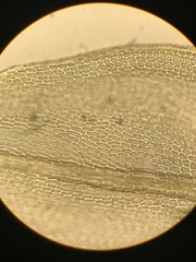 Lescuraea radicosa radicosa