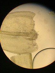 Lescuraea radicosa radicosa