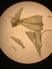 Lescuraea radicosa radicosa