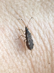 Ozophora occidentalis