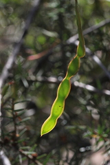 Acacia ulicifolia