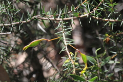 Acacia ulicifolia