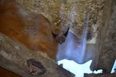 Emballonuridae