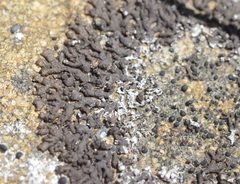 Montanelia sorediata