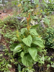 Celosia argentea plumosa