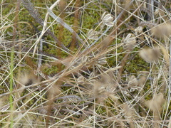 Lomatium nudicaule