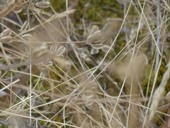 Lomatium nudicaule