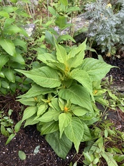 Celosia argentea plumosa