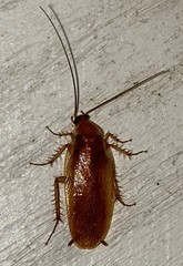 Parcoblatta virginica