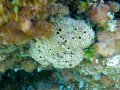 Irciniidae