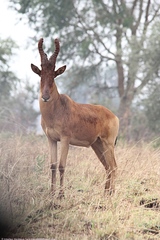 Alcelaphus buselaphus lelwel