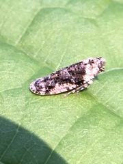 Catonia