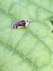 Catonia