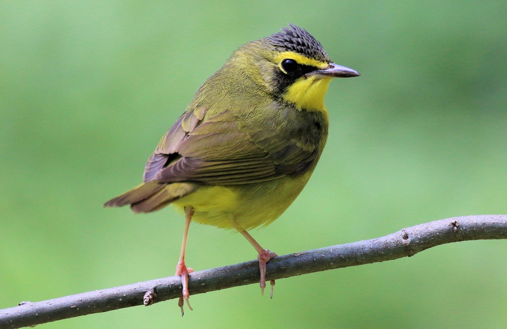 Kentucky Warbler