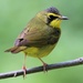 Kentucky Warbler - Photo (c) vogelbild, some rights reserved (CC BY-NC)