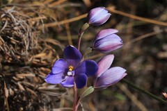 Thelymitra purpurata