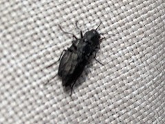 Melanophila acuminata