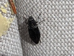 Melanophila acuminata