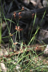 Sporadanthus interruptus