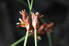 Sporadanthus interruptus