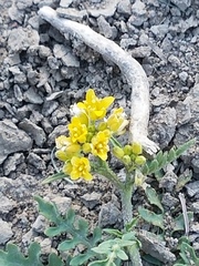Rorippa sinuata