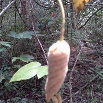 Helicteres baruensis