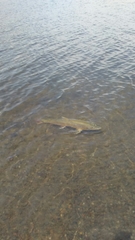 Salvelinus confluentus