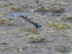 Enallagma geminatum