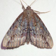 Catocala residua