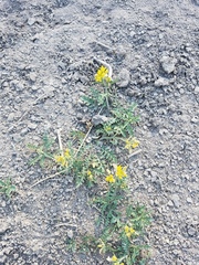 Rorippa sinuata