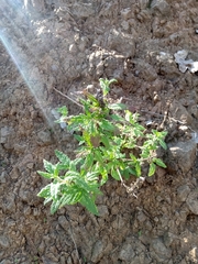 Calceolaria ascendens