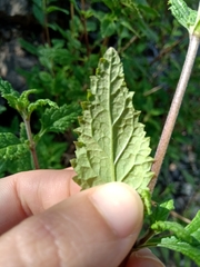 Calceolaria ascendens