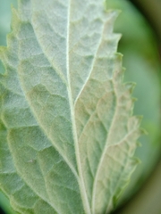 Calceolaria ascendens