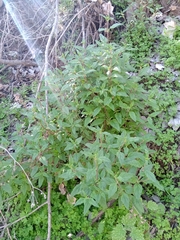 Calceolaria ascendens