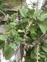 Ocimum kilimandscharicum