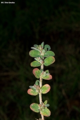Euphorbia velleriflora