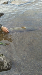 Salvelinus confluentus