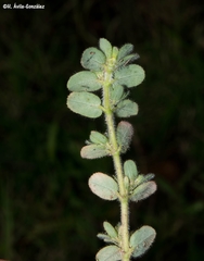 Euphorbia velleriflora