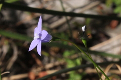 Wahlenbergia capillaris