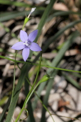 Wahlenbergia capillaris