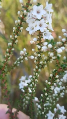 Epacris microphylla