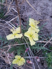 Oenothera flava