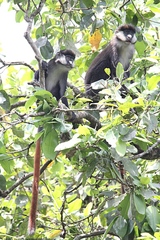 Cercopithecus ascanius schmidti