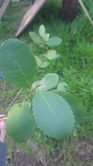 Laurelia sempervirens