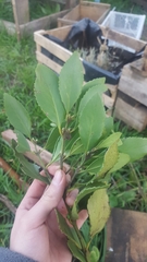 Laurelia sempervirens