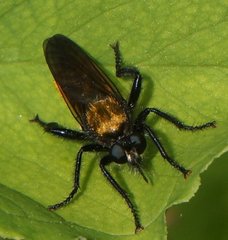 Laphria sericea