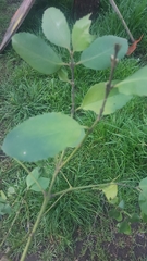 Laurelia sempervirens