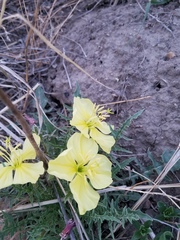 Oenothera flava